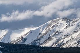 Image result for Harungana montana