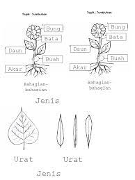 Cincau hijau umum dibuat dari daun tanaman rambat cylea berbata yang bermanfaat untuk menjaga tekanan darah agar tetap stabil. Bahagian Tumbuhan