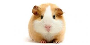 We did not find results for: Guinea Pig Movies Best And New Films