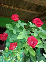 Maybe you would like to learn more about one of these? Halaman Download Bunga Mawar Yang Indah Di Aceh Steemit