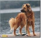 McGregor Goldens – Coltrievers or Golden Border Collie ...