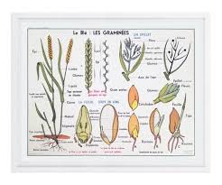 Vintage French Botany Chart Vintage Wall Art Decor Modern Home Decor Room Board In 2020 School Posters French Poster Biology Poster