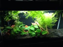 Pin On Planted Tanks