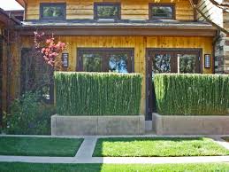 Achmadanam horsetail reed, puzzle grass, 1 potted plant, privacy screen, live plants, landscaping, ornamental grass, evergreen. Horsetail Reed Grass Houzz