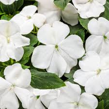 Image result for Impatiens wallerana