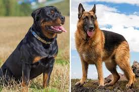 Tabii hem dünyada hem de ülkemizde bu kadar popüler olması sadece tarihiyle. German Shepherd Vs Rottweiler 20 Differences You Should Know Anything German Shepherd