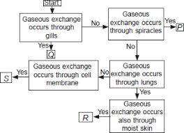 p study the given flow chart about respiratory structures in