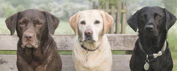 No wonder it's so popular! German Shepherd Lab Mix Everything You Need To Know Before Buying Perfect Dog Breeds