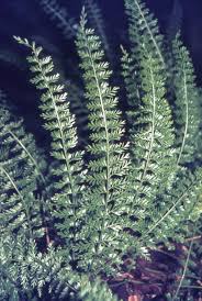 Image result for Asplenium dregeanum