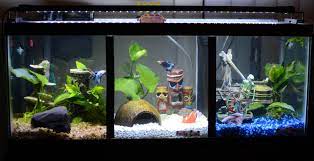 Are beautiful betta fish tank diy betta bowls unfortunately betta splendens or any environment around their tank. Fts Our Diy Divided 20l Betta Tank Bettafish