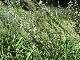 Image result for Chlorophytum krookianum