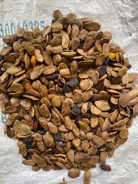 Image result for Hunteria umbellata