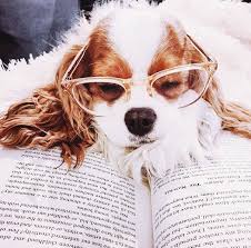 A Cocker Spaniel Wearing Glasses And Laying On Top Of A Book Cute Dogs Puppies Dog Love