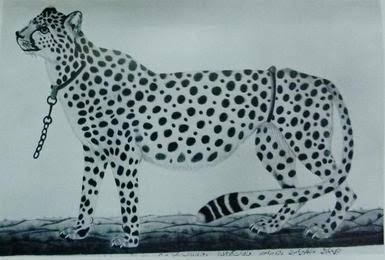What drove the charismatic cheetah to extinction in India? - The Hindu
