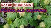 Pernahkah anda bermimpi ulat bulu? Pokok Ulat Bulu Dan Khasiatnya Tumbuhan Eksotik Yang Menjadi Sumber Perubatan Tradisional Youtube