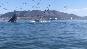 We did not find results for: Humpback Whale Almost Swallows Kayakers Near Avila Beach Kmph