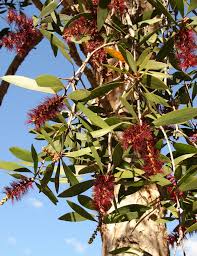 Image result for Melaleuca quinquenervia