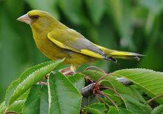 Greenfinch Of Britain And Ireland The Greenfinch Carduelis Chloris Is One Of The More Familiar Birds Of The Countryside And Gardens Of The U Kus Kece Igneleme