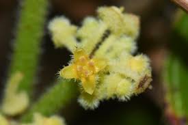 Image result for Cissus humbertii