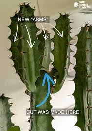 Image result for Euphorbia kilwana