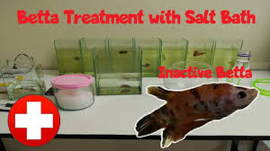Aquarium salt can be used as a cure for some betta illnesses. Betta Treatment With Salt Bath Youtube