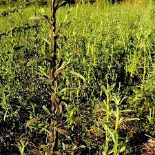 Image result for Neojeffreya