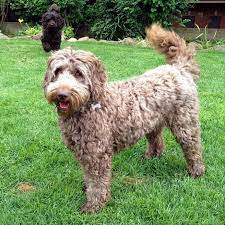Golden Gate Labradoodles San Francisco Bay Area Labradoodle Labradoodle Breeders San Francisco Bay Area