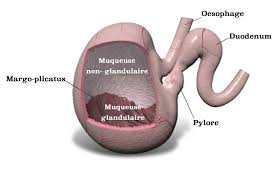 Ulceres Gastriques Chez Le Cheval Symptomes Causes Et Traitements