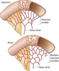 The intestines are a long, continuous tube running from the stomach to the anus. Small Intestine Thoracic Key