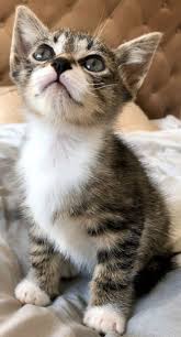 Pin By Silo On Chaton Trop Mignon In 2020 Kittens Cutest Kitten Breeds Cute Cats