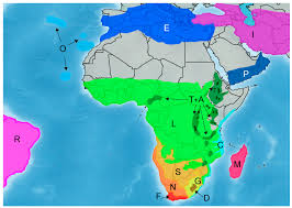 Image result for Helichrysum quartinianum