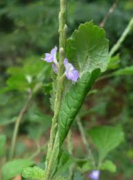 Image result for Eriosema vanderystii