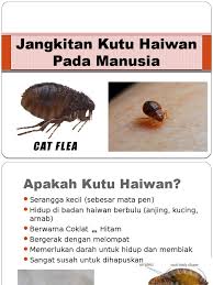 Kutu kucing pada umumnya yang berpindah pada manusia akan mengigit paha bagian bawah yang bisa mengakibatkan menghilangkan kutu pada kucing sangatlah perlu dilakukan sebagai langkah pencegahan terhadap infeksi penularan bakteri ataupun gigitan kutu kucing pada manusia. Jangkitan Kutu Haiwan Kepada Manusia