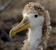 Wild Bird With Crazy Hair Albatross With A Mullet Weird Animals Animals Bird Feathers