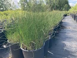 Image result for Juncus balticus