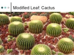 Stem thickening occurs due to functioning of the following structures: 2 Systems 3 Tissues 2 Meristems Photosynthesis Growth