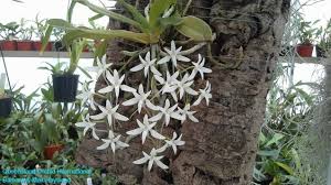 Image result for Mystacidium tanganyikense