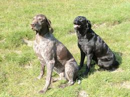 Check spelling or type a new query. Beech Tree Kennels Home Facebook