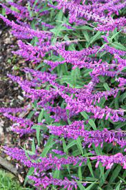 Check spelling or type a new query. Salvia Leucantha