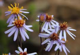 Image result for Welwitschiella