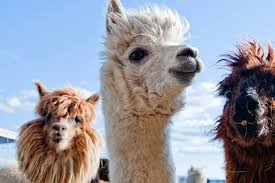 Perhaps their two humps did teach them how to behave. Camel Or Dromedary What S The Difference