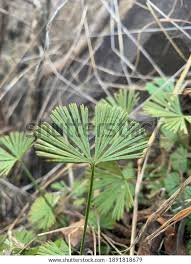 Image result for Actiniopteris radiata