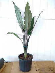 My alocasia had gotten much too large for my room so i chopped off all of the leaves to encourage it to be smaller and bushier. Buy Alocasia Lauterbachiana Elephant Ear Free Shipping Over 100 Elephant Ears House Plants Indoor Colocasia
