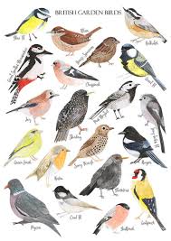 British Birds Print Watercolour Art Print British Nature Print Bird Illustration Bird Poster Watercolour Birds Wildlife Print Bird Prints Bird Illustration Watercolor Bird