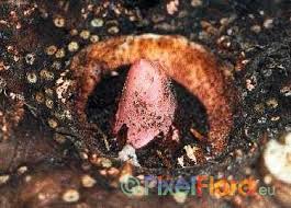 Image result for Amorphophallus abyssinicus