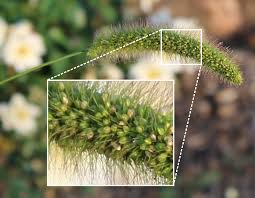 Image result for Setaria viridis