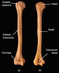 The gastrocnemius is a large muscle in the posterior compartment of the leg, and is the powerful muscle that enables plantarflexion, . Standard Anatomical Position An Overview Sciencedirect Topics