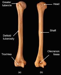 Most external parts of the body have ordinary english names as well as anatomical names. Standard Anatomical Position An Overview Sciencedirect Topics