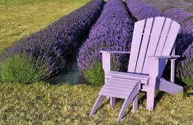 Purple Lawn Chair In Lavender Field Sequim Washington Sponsored Sponsored Affiliate Lawn Sequim Washington Cha Lawn Chairs Lawn Lavender Fields