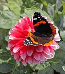 In our northern region, we grow it annually: Create A Butterfly Garden Wisconsin Horticulture